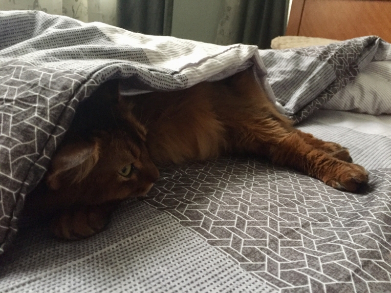 Кошки в нашей жизни. Кошки и все, что с ними связано.