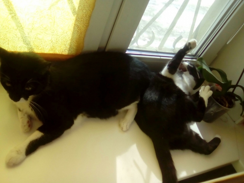 Кошки в нашей жизни. Кошки и все, что с ними связано.