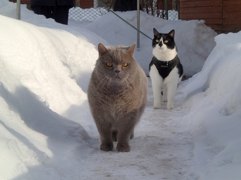 Кошки в нашей жизни. Кошки и все, что с ними связано.