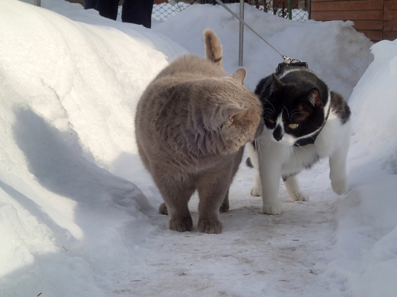 Кошки в нашей жизни. Кошки и все, что с ними связано.