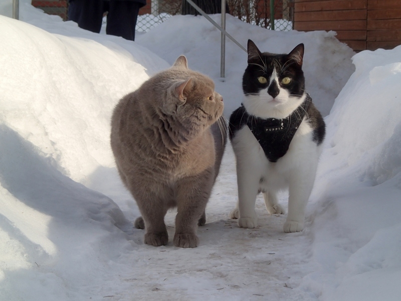 Кошки в нашей жизни. Кошки и все, что с ними связано.