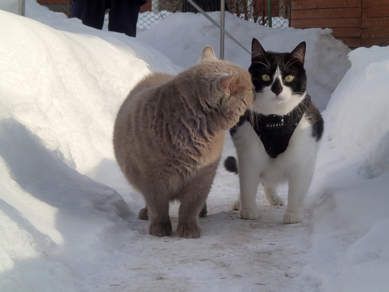 Кошки в нашей жизни. Кошки и все, что с ними связано.
