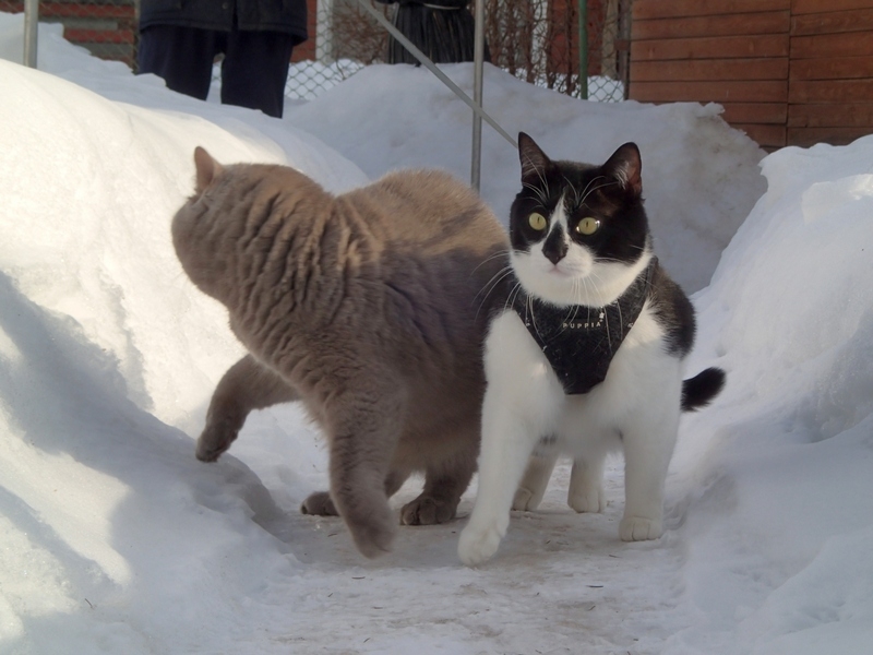 Кошки в нашей жизни. Кошки и все, что с ними связано.