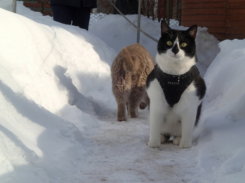 Кошки в нашей жизни. Кошки и все, что с ними связано.