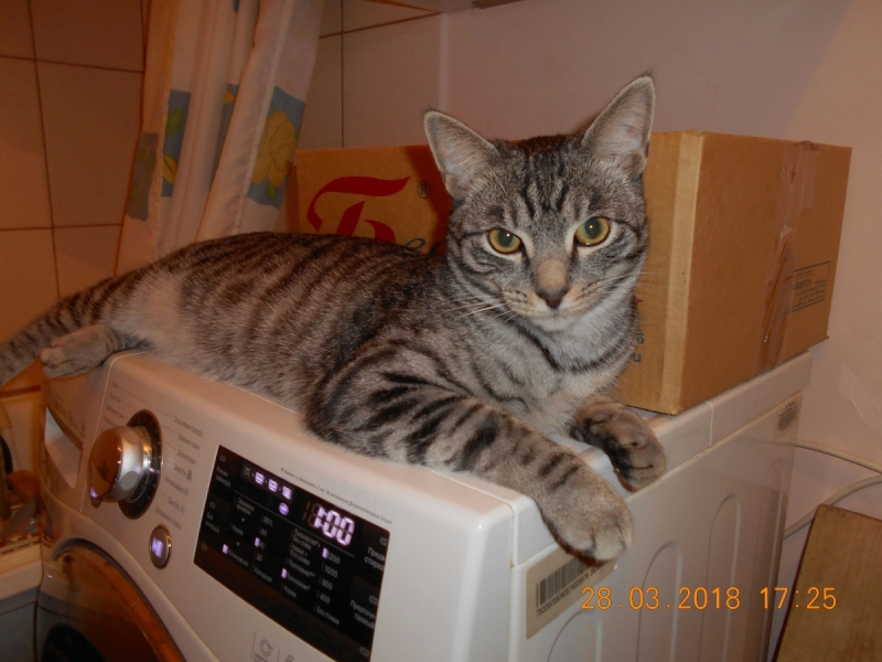 Кошки в нашей жизни. Кошки и все, что с ними связано.