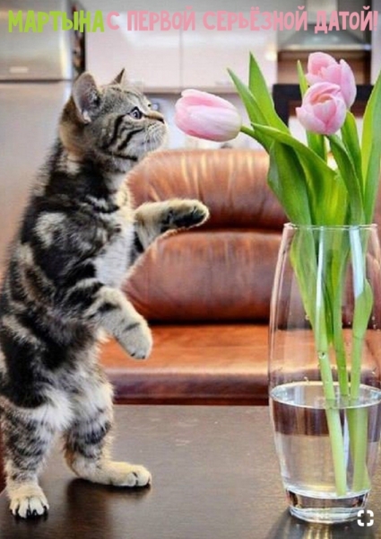 Кошки в нашей жизни. Кошки и все, что с ними связано.