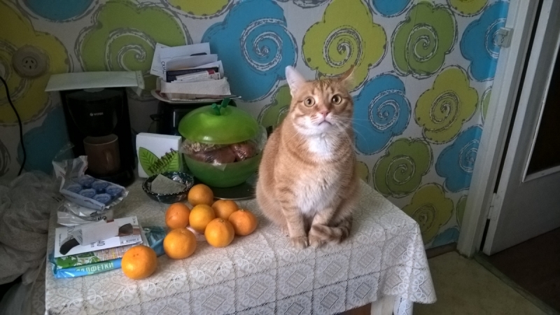 Кошки в нашей жизни. Кошки и все, что с ними связано.