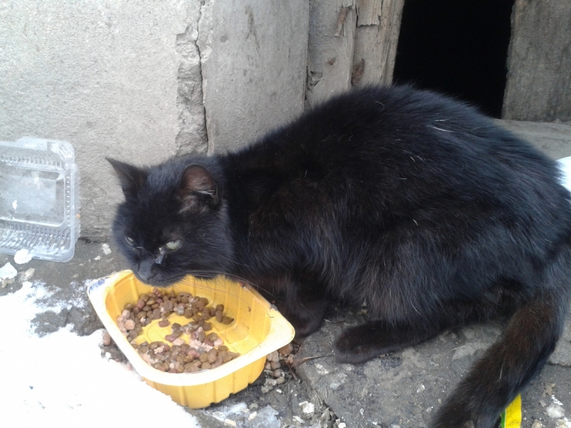 Кошки в нашей жизни. Кошки и все, что с ними связано.