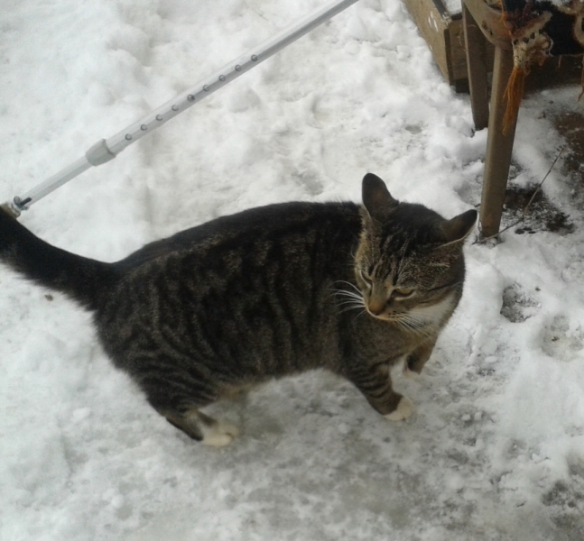 Кошки в нашей жизни. Кошки и все, что с ними связано.