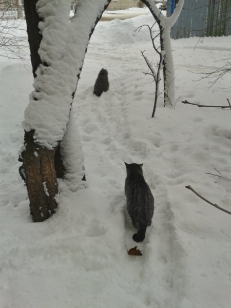 Кошки в нашей жизни. Кошки и все, что с ними связано.