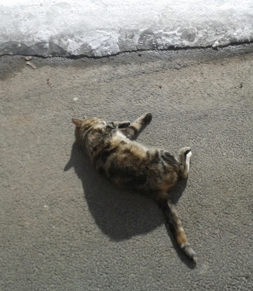 Кошки в нашей жизни. Кошки и все, что с ними связано.