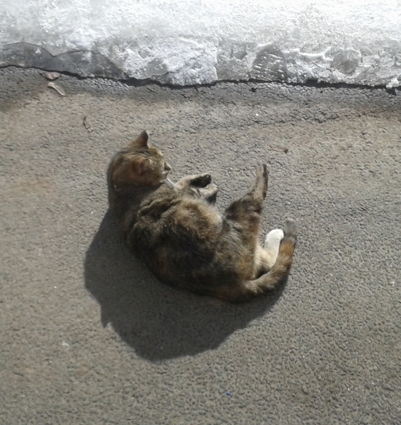 Кошки в нашей жизни. Кошки и все, что с ними связано.