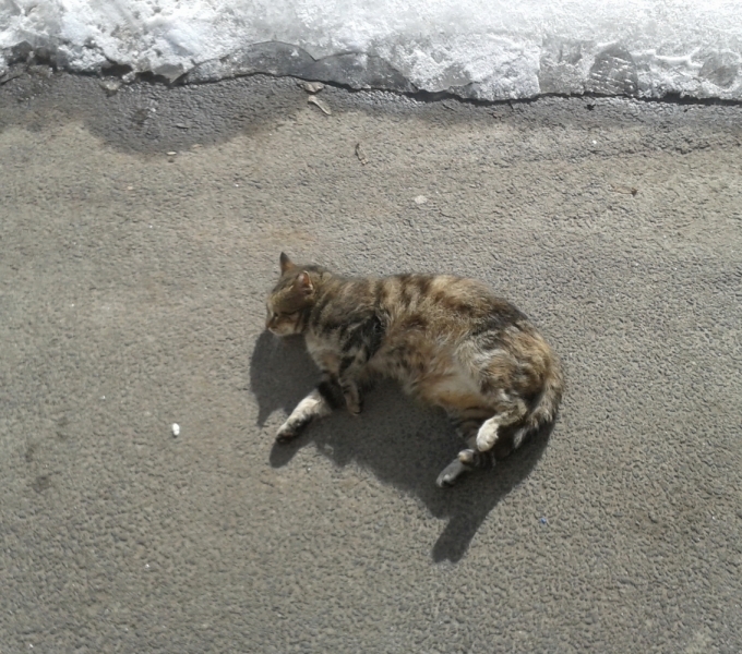 Кошки в нашей жизни. Кошки и все, что с ними связано.