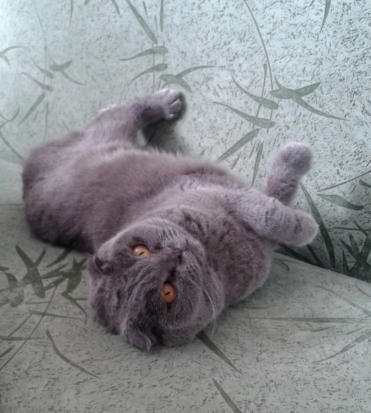 Кошки в нашей жизни. Кошки и все, что с ними связано.