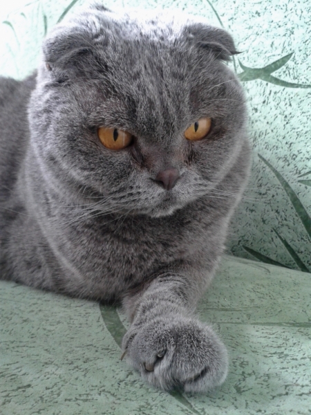 Кошки в нашей жизни. Кошки и все, что с ними связано.