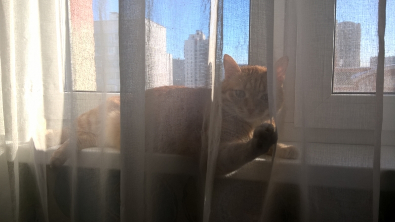 Кошки в нашей жизни. Кошки и все, что с ними связано.