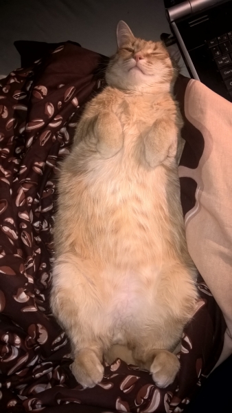 Кошки в нашей жизни. Кошки и все, что с ними связано.