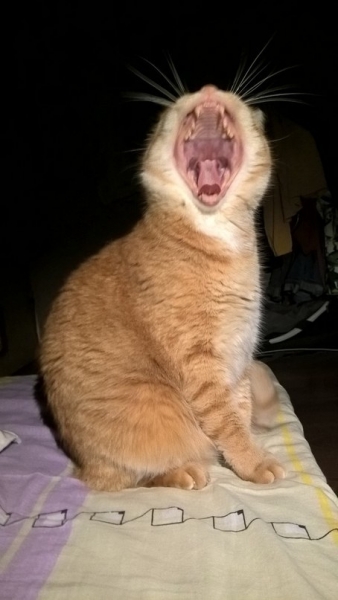 Кошки в нашей жизни. Кошки и все, что с ними связано.