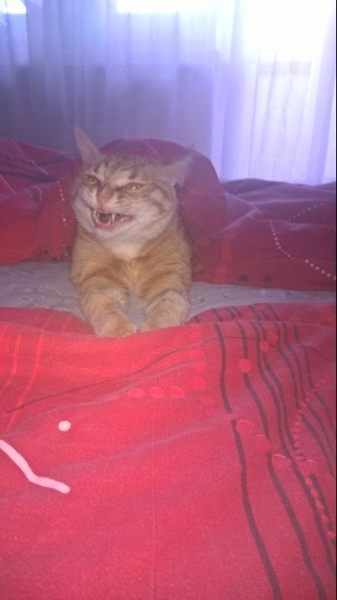 Кошки в нашей жизни. Кошки и все, что с ними связано.