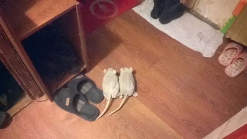 Кошки в нашей жизни. Кошки и все, что с ними связано.