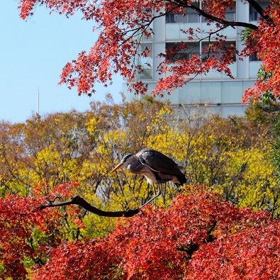 Лучшие достопримечательности Японии в сезон момидзи: Tokyo-Nagoya(Obara,Korankei)-Kyoto-Nara-Osaka