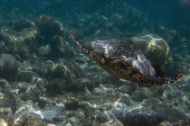 Мальдивы. Vilamendhoo. Октябрь 2011.