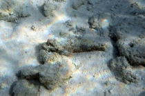 Мальдивы. Vilamendhoo. Октябрь 2011.