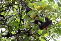 Мальдивы. Vilamendhoo. Октябрь 2011.