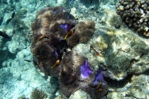 Мальдивы. Vilamendhoo. Октябрь 2011.