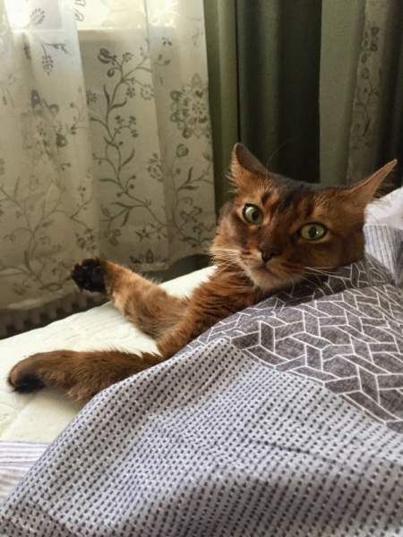 Кошки в нашей жизни. Кошки и все, что с ними связано.