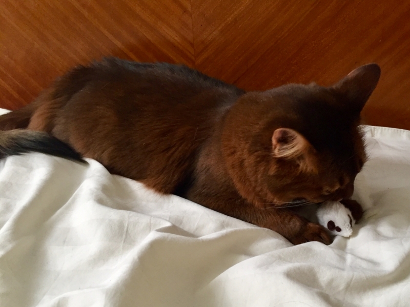 Кошки в нашей жизни. Кошки и все, что с ними связано.