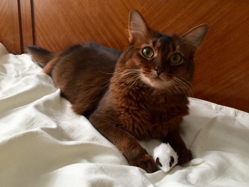 Кошки в нашей жизни. Кошки и все, что с ними связано.