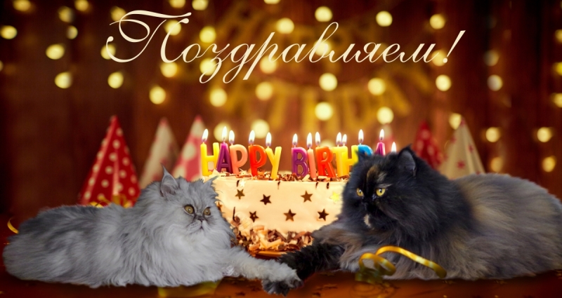 Кошки в нашей жизни. Кошки и все, что с ними связано.