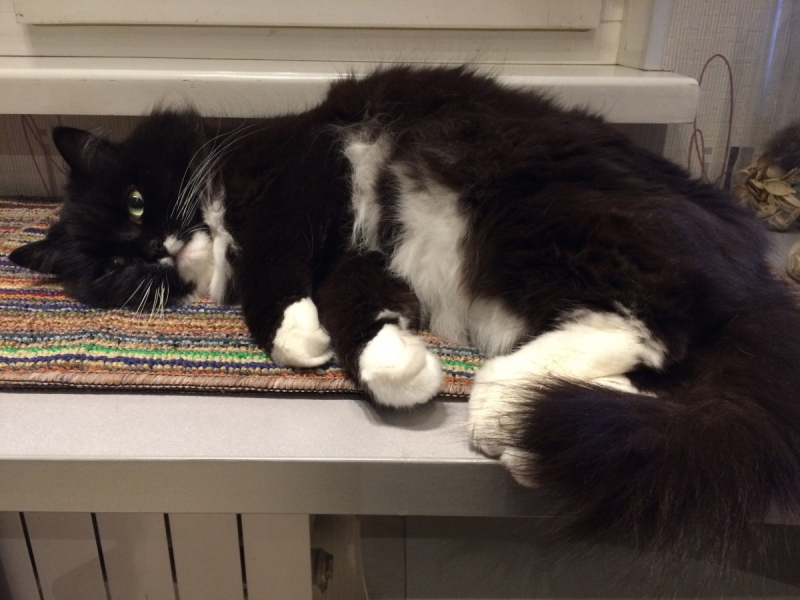 Кошки в нашей жизни. Кошки и все, что с ними связано.