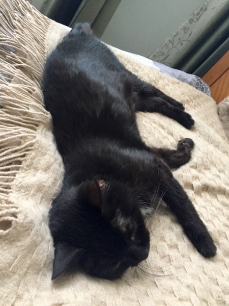 Кошки в нашей жизни. Кошки и все, что с ними связано.