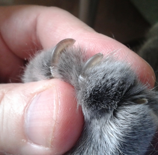 Кошки в нашей жизни. Кошки и все, что с ними связано.