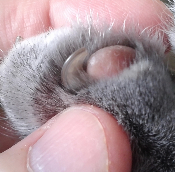 Кошки в нашей жизни. Кошки и все, что с ними связано.