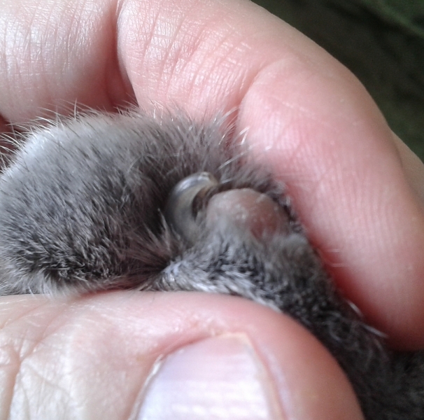Кошки в нашей жизни. Кошки и все, что с ними связано.