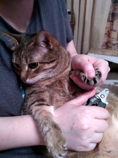 Кошки в нашей жизни. Кошки и все, что с ними связано.