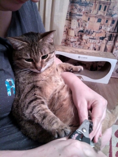 Кошки в нашей жизни. Кошки и все, что с ними связано.