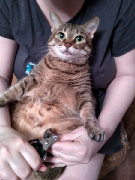 Кошки в нашей жизни. Кошки и все, что с ними связано.