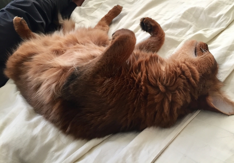 Кошки в нашей жизни. Кошки и все, что с ними связано.