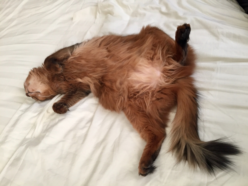 Кошки в нашей жизни. Кошки и все, что с ними связано.