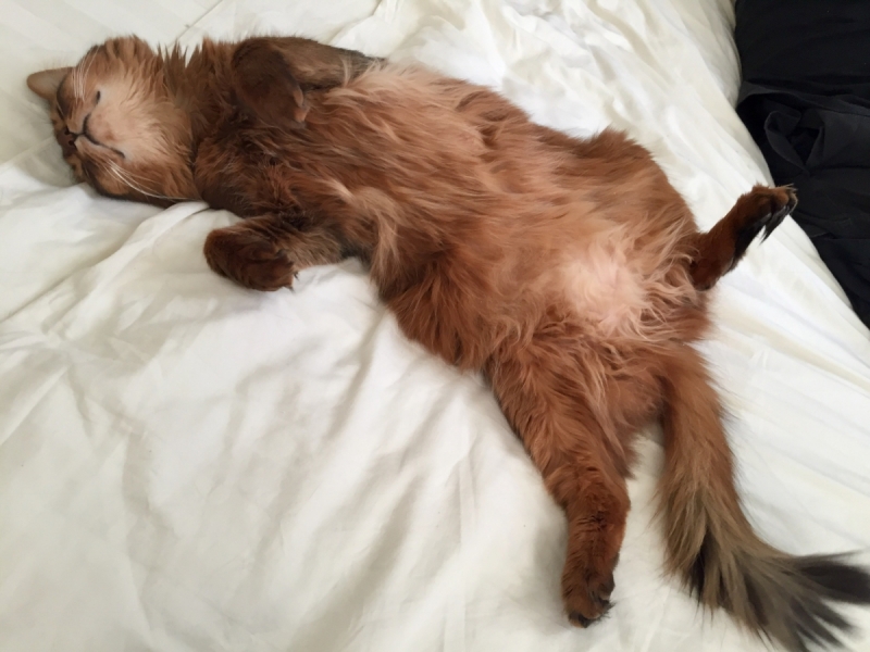 Кошки в нашей жизни. Кошки и все, что с ними связано.