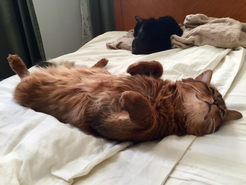 Кошки в нашей жизни. Кошки и все, что с ними связано.