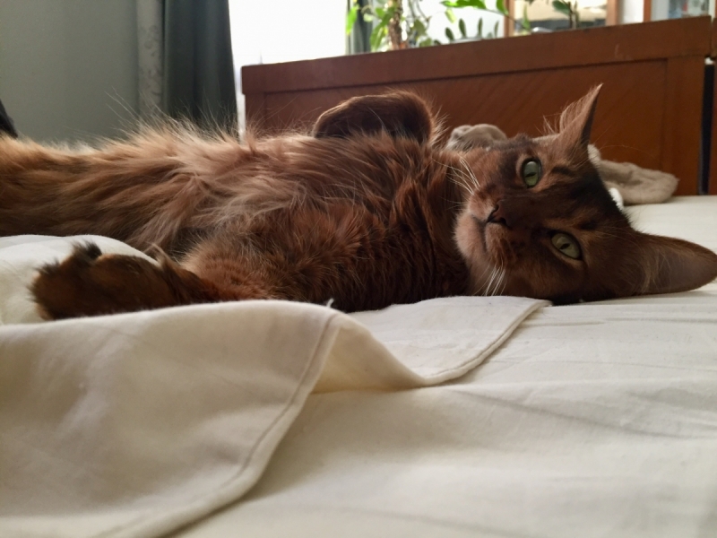 Кошки в нашей жизни. Кошки и все, что с ними связано.