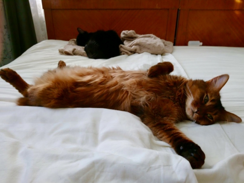 Кошки в нашей жизни. Кошки и все, что с ними связано.