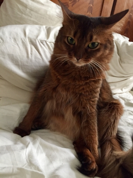 Кошки в нашей жизни. Кошки и все, что с ними связано.