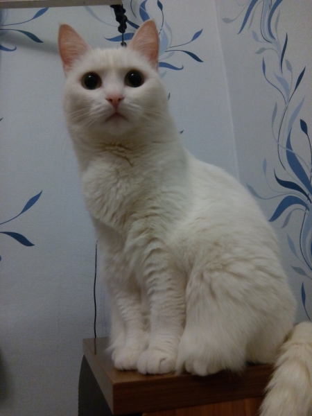 Кошки в нашей жизни. Кошки и все, что с ними связано.