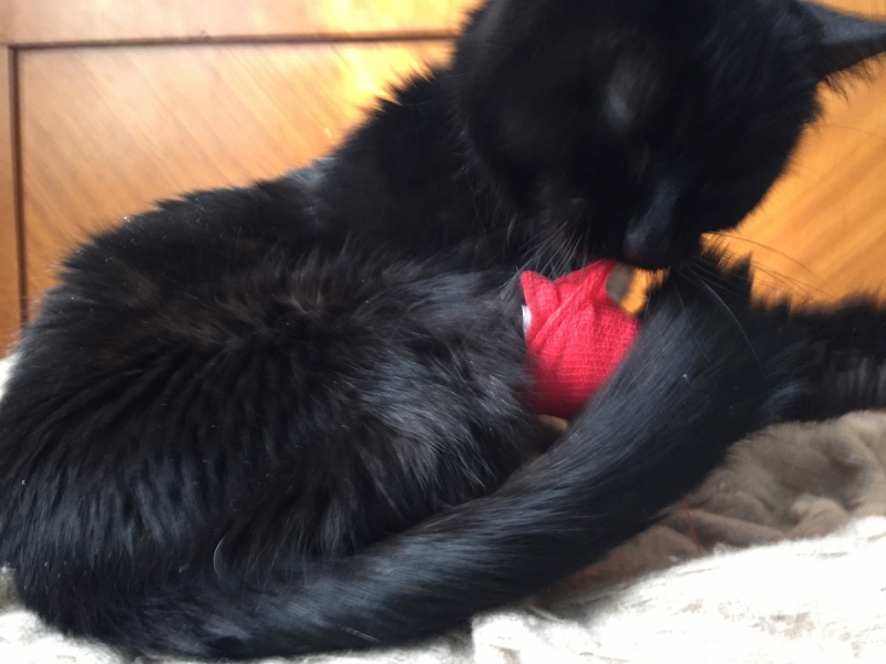 Кошки в нашей жизни. Кошки и все, что с ними связано.